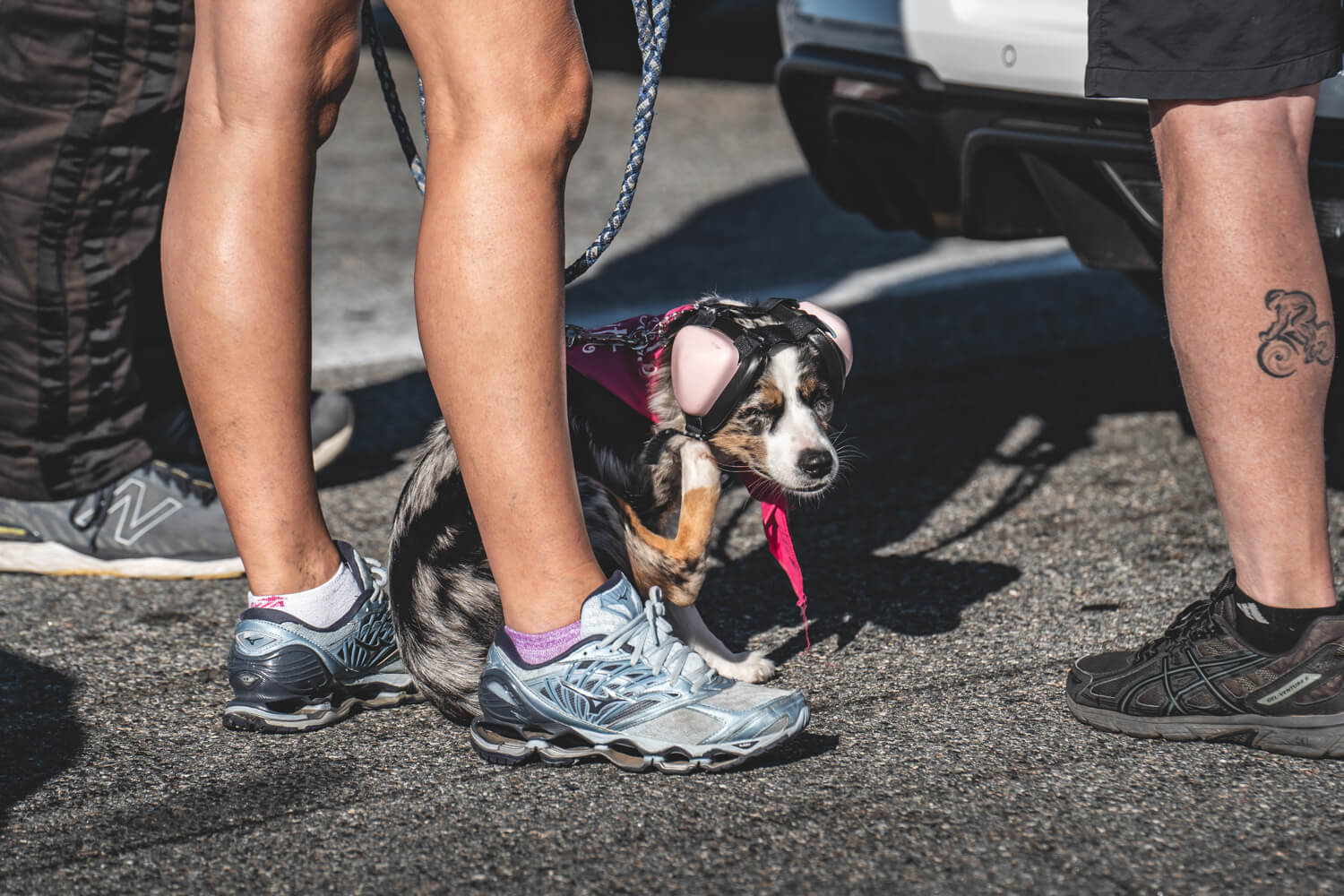 2021 Mod Nationals Dog